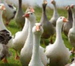 Schlaraffenland à la Marriott