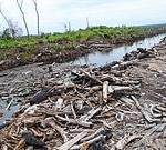 Deutsche Post unterstützt WWF-Regenwaldprojekt in Indonesien