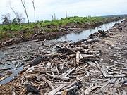 Deutsche Post unterstützt WWF-Regenwaldprojekt in Indonesien