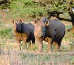 Tierisch schön: Botswana und Namibia