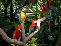 Singapur: Vogelpark, Zoo und Nachtsafari unter einem Dach