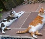 VIER PFOTEN rät: Urlaubzeit – die Katze bleibt zu Hause