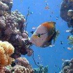 Meine Familie, mein Hausriff und ich: Tauchurlaub bei Magic Life