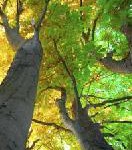 Umweltfreundlichkeit im Großformat: HP präsentiert auf der drupa den HP Designjet L65500