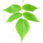 Dell übernimmt Vorreiterrolle bei Green IT