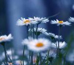 Österreich: Saisoneröffnung Traumhotel Alpina