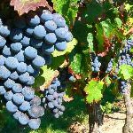 Urlaub machen, wo Frankreichs edelste Tropfen wachsen