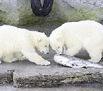 Arktos und Nanuq – Namenstaufe der Eisbärenbabys