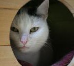 Die Urlaubszeit genießen und das geliebte Haustier in guten Händen