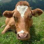 Neckermann setzt in der Schweiz ganz auf das Internet