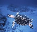 Auf Tuchfühlung mit Baby-Schildkröten