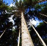 Lufthansa City Center starten Wiederaufforstungsprojekt in Argentinien