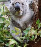 Eine Klinik für Koalas, Kängurus und Kakadus