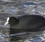 Alle Vögel sind schon da, alle Vögel, alle…