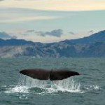 Whale Watching mit Unterwasser-Kamera
