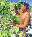 Wein aus der Südsee? Rangiroa macht’s möglich!