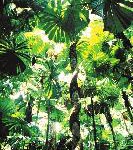 Auf Hängebrücken über Regenwald spazieren