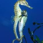 Bei Meeresbewohnern ganz normal: Die Väter hüten die Kinder