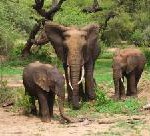 Elefantenführerschein mit Wanna Tours
