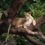 Auf den Spuren Bernhard Grzimeks durch Tansania…