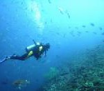 Tauchen in Baja California