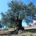 Neun weitere Naturschutzgebiete in Jordanien