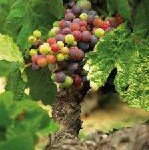 Top 10 Hotels in den schönsten Weinregionen der Welt – vorgestellt von lastminute.de