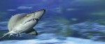Palma Aquarium engagiert sich für Schutz von Haien