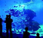 Das Palma Aquarium auf Mallorca etabliert sich im zweiten Jahr mit positiven Zahlen