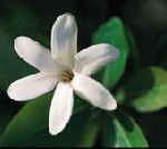 Tahiti für alle Sinne: Papeete feiert die Tage der duftenden Tiare-Blume