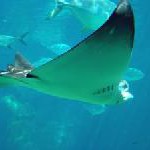 Hawaii: Mantarochen auf Big Island erleben