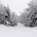 Oregon – die Heimat des amerikanischen Weihnachtsbaums