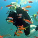 Mit Zitronenhaien, Buckelwalen und Leopardenrochen abtauchen: unter Wasser Tahiti und ihren Inseln entdecken