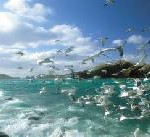 Paradies für Vogelfreunde: Zugvögel machen Zwischenstopp in Korea