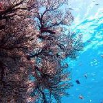 Unterwasser-Fotoausstellung “Curaçao anders“