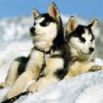 Husky-Tage im Tannheimer Tal