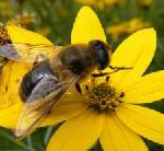 Honig aus der Airport-Region weist keine Belastungen auf