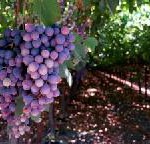 Ruta del Vino de Navarra präsentiert sich mit kulinarischen Spezialitäten und Weinen