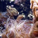 Abtauchen vor Phuket: Künstliche Korallenriffe gehen an den Start