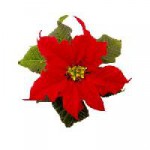 Mexiko, die Heimat des Weihnachtssterns