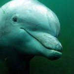 Flipper hautnah im Delphinus Xel-Há