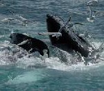 Wale im Winter – Faszination für Jung und Alt auf Hawaii