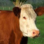 Bauernhofurlaub – denn schöner können Ferien nicht sein!