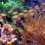 Abtauchen vor Phuket: Künstliche Korallenriffe gehen an den Start