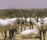 Das Wadi Rum Reservat in Jordanien heißt 16 neue Oryx-Antilopen willkommen