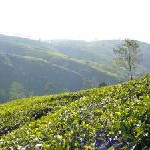 Auf den Spuren des Ceylon Tees