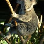 Als Au Pair in Australien