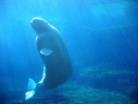 Gestrandete Wale in Australien: Sind menschliche Einflüsse Schuld am verenden der Tiere?