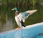 Wie Urlaub am Lago Maggiore Wälder in Peru schützt