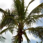 Beliebtheit der Bahamas wächst weiter: Zweistelliger Besucherzuwachs aus dem deutschsprachigen Raum für 2008